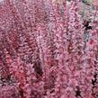 Dřišťál Thunbergův 'Red Pillar' - Berberis thunbergii 'Red Pillar'