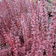 Dřišťál Thunbergův 'Red Pillar' - Berberis thunbergii 'Red Pillar'