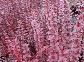 Dřišťál Thunbergův 'Red Pillar' - Berberis thunbergii 'Red Pillar'