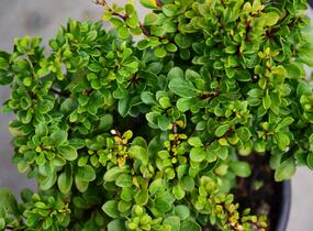 Dřišťál Thunbergův 'Kobold' - Berberis thunbergii 'Kobold'