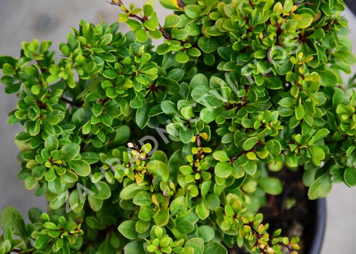 Dřišťál Thunbergův 'Kobold' - Berberis thunbergii 'Kobold'