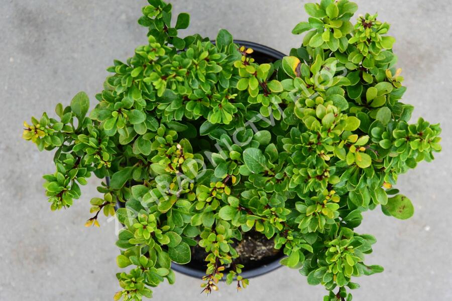 Dřišťál Thunbergův 'Kobold' - Berberis thunbergii 'Kobold'