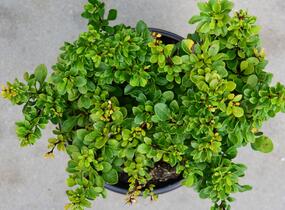 Dřišťál Thunbergův 'Kobold' - Berberis thunbergii 'Kobold'