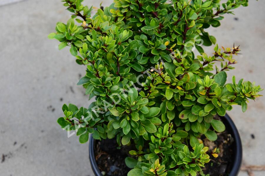 Dřišťál Thunbergův 'Kobold' - Berberis thunbergii 'Kobold'