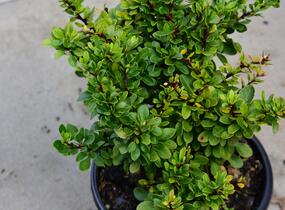 Dřišťál Thunbergův 'Kobold' - Berberis thunbergii 'Kobold'