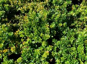 Dřišťál Thunbergův 'Kobold' - Berberis thunbergii 'Kobold'