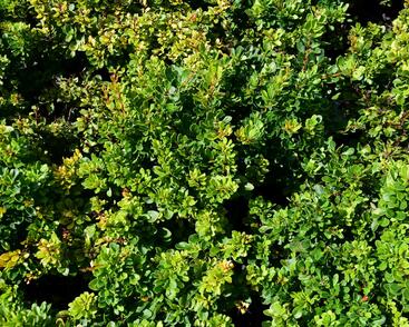 Dřišťál Thunbergův 'Kobold'