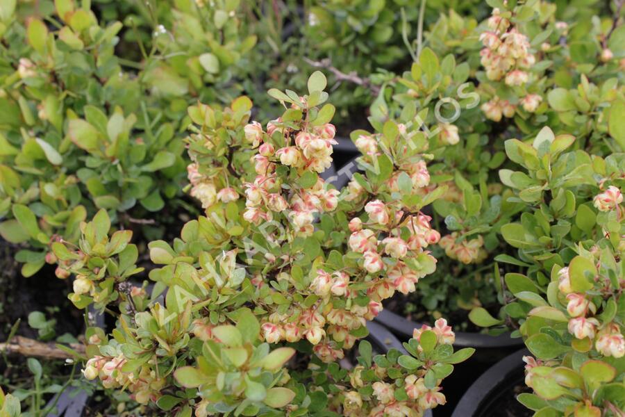 Dřišťál Thunbergův 'Kobold' - Berberis thunbergii 'Kobold'