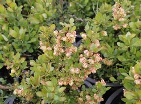 Dřišťál Thunbergův 'Kobold' - Berberis thunbergii 'Kobold'