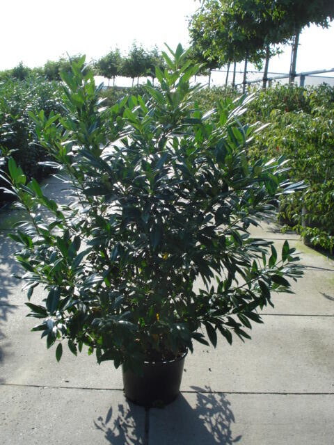 Bobkovišeň lékařská 'Herbergii' - Prunus laurocerasus 'Herbergii'