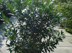 Bobkovišeň lékařská 'Herbergii' - Prunus laurocerasus 'Herbergii'