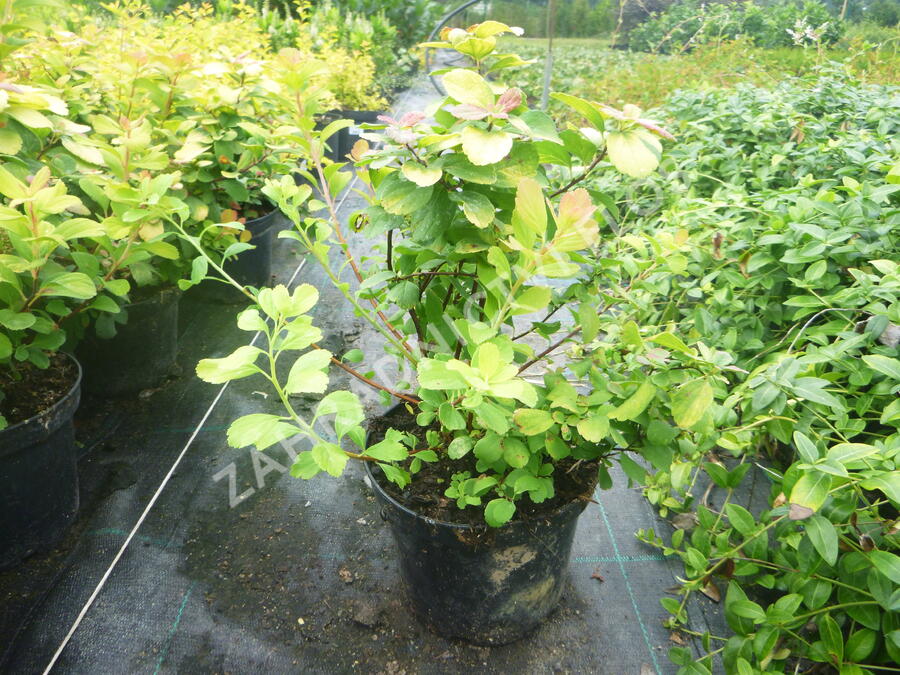 Tavolník břízolistý 'Tor Gold' - Spiraea betulifolia 'Tor Gold'