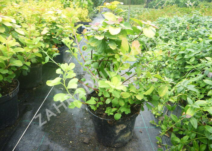 Tavolník břízolistý 'Tor Gold' - Spiraea betulifolia 'Tor Gold'