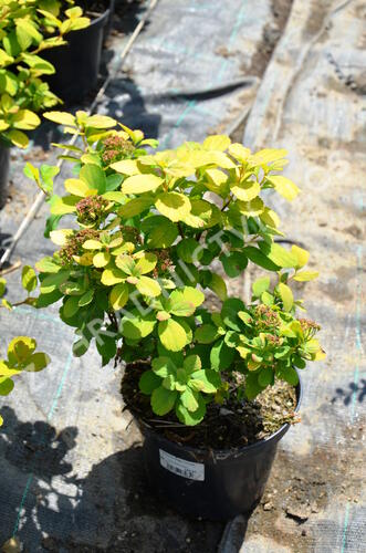 Tavolník břízolistý 'Tor Gold' - Spiraea betulifolia 'Tor Gold'