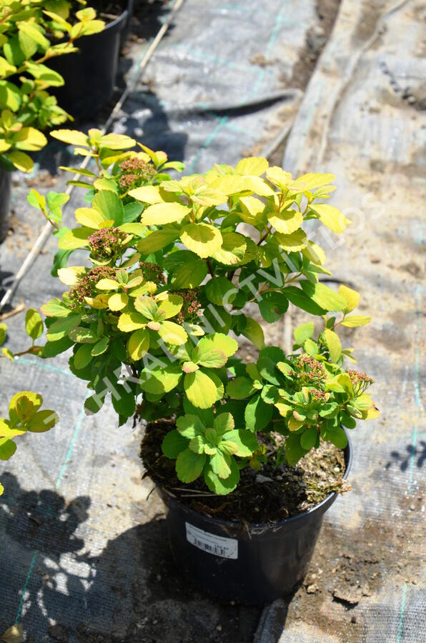 Tavolník břízolistý 'Tor Gold' - Spiraea betulifolia 'Tor Gold'
