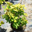 Tavolník břízolistý 'Tor Gold' - Spiraea betulifolia 'Tor Gold'