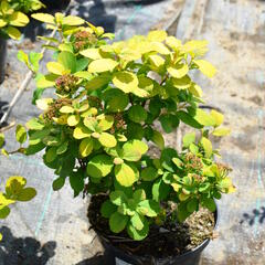 Tavolník břízolistý 'Tor Gold' - Spiraea betulifolia 'Tor Gold'