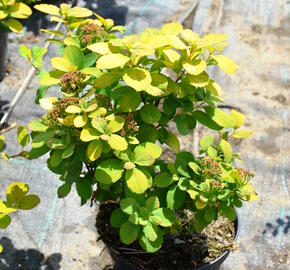 Tavolník břízolistý 'Tor Gold' - Spiraea betulifolia 'Tor Gold'