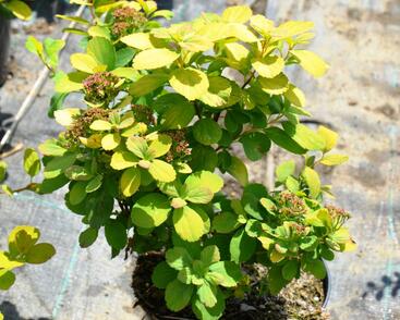 Tavolník břízolistý 'Tor Gold'