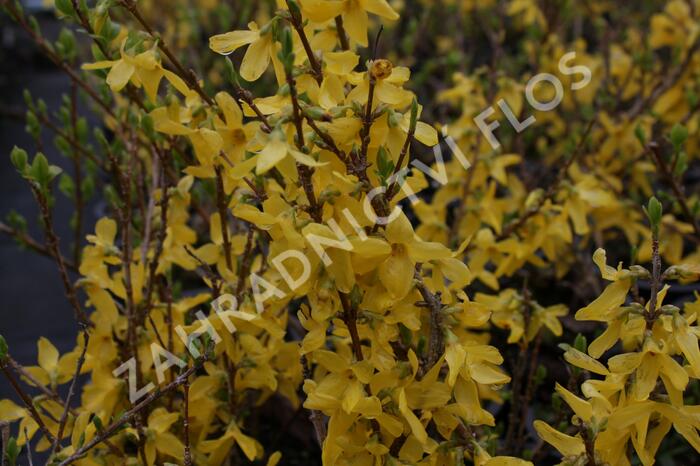 Zlatice prostřední 'Flojor' - Forsythia intermedia 'Flojor'