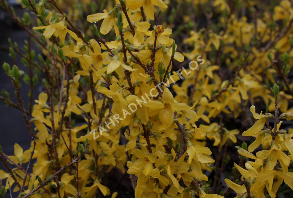 Zlatice prostřední, zlatý déšť 'Flojor' - Forsythia intermedia 'Flojor'