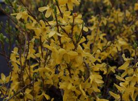 Zlatice prostřední, zlatý déšť 'Flojor' - Forsythia intermedia 'Flojor'