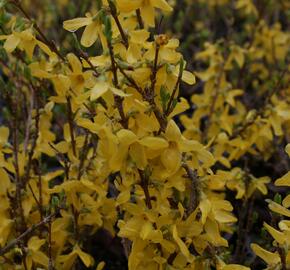 Zlatice prostřední, zlatý déšť 'Flojor' - Forsythia intermedia 'Flojor'