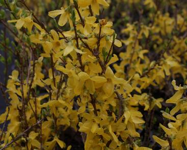 Zlatice prostřední, zlatý déšť 'Flojor'