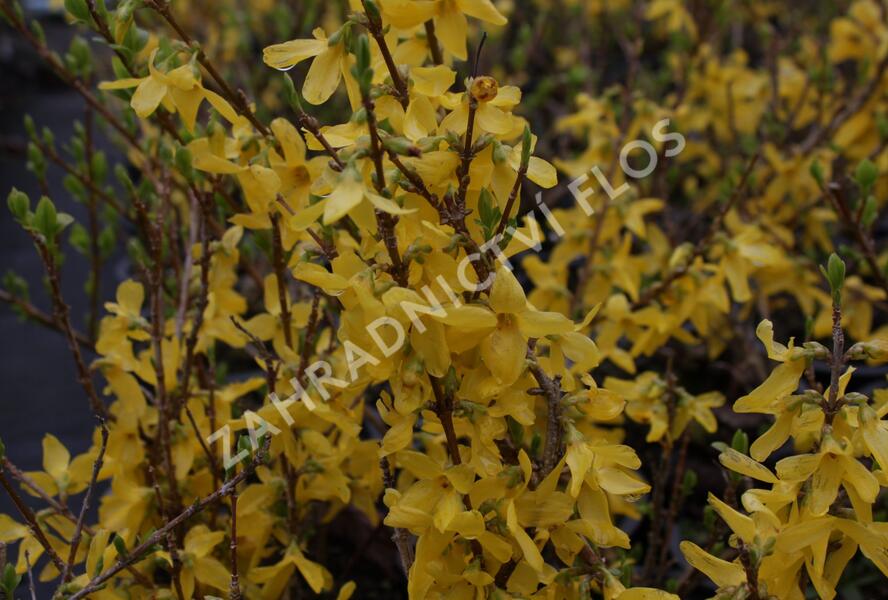 Zlatice prostřední, zlatý déšť 'Flojor' - Forsythia intermedia 'Flojor'