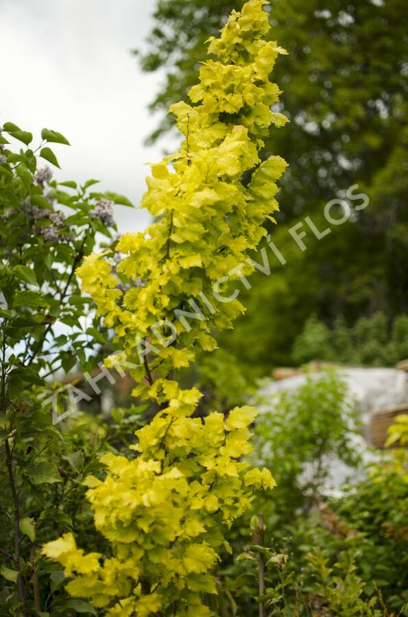 Jilm habrolistý 'Wredei' - Ulmus carpinifolia 'Wredei'