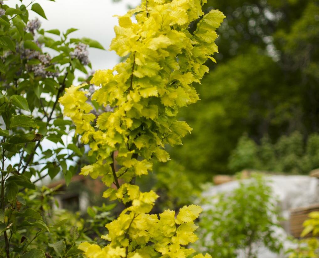 Jilm habrolistý 'Wredei' - Ulmus carpinifolia 'Wredei'