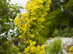 Jilm habrolistý 'Wredei' - Ulmus carpinifolia 'Wredei'