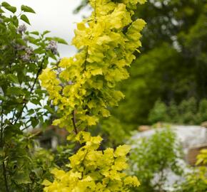 Jilm habrolistý 'Wredei' - Ulmus carpinifolia 'Wredei'