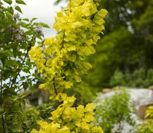 Jilm habrolistý 'Wredei' - Ulmus carpinifolia 'Wredei'
