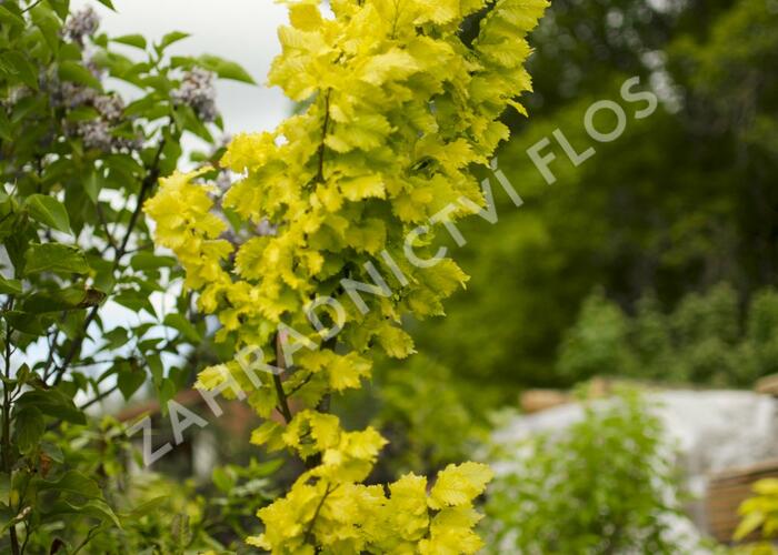 Jilm habrolistý 'Wredei' - Ulmus carpinifolia 'Wredei'