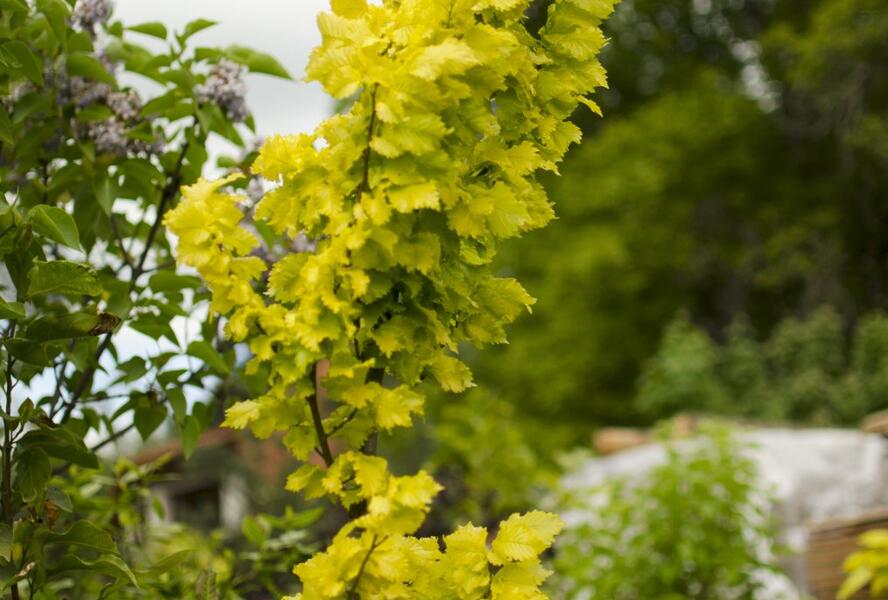 Jilm habrolistý 'Wredei' - Ulmus carpinifolia 'Wredei'