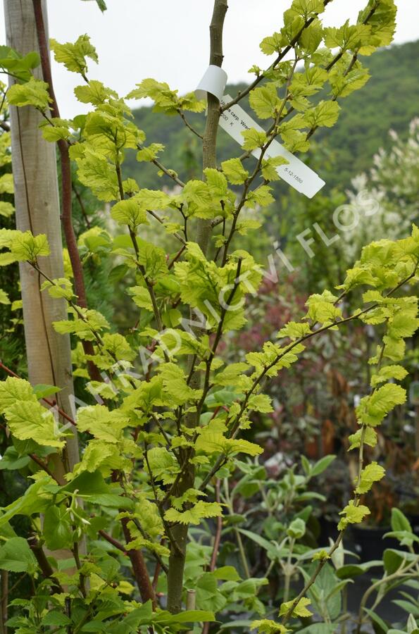 Jilm habrolistý 'Wredei' - Ulmus carpinifolia 'Wredei'