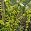Jilm habrolistý 'Wredei' - Ulmus carpinifolia 'Wredei'