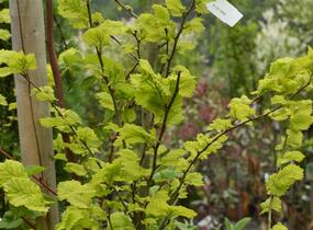 Jilm habrolistý 'Wredei' - Ulmus carpinifolia 'Wredei'