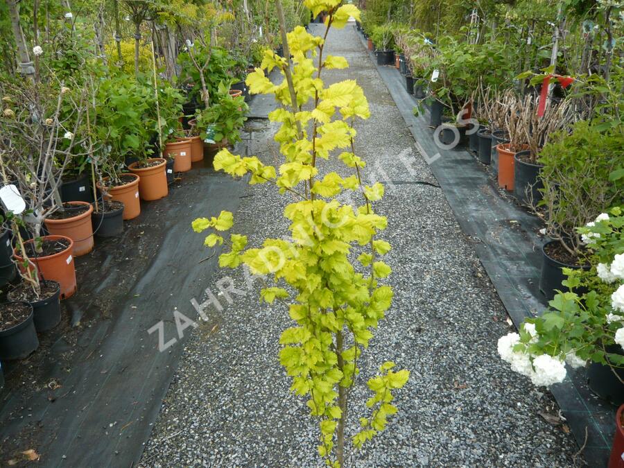 Jilm habrolistý 'Wredei' - Ulmus carpinifolia 'Wredei'