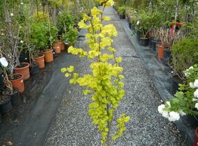Jilm habrolistý 'Wredei' - Ulmus carpinifolia 'Wredei'