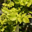 Jilm habrolistý 'Wredei' - Ulmus carpinifolia 'Wredei'