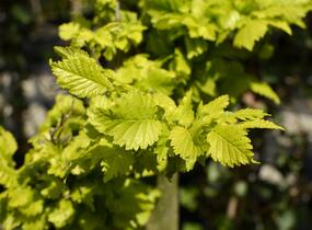 Jilm habrolistý 'Wredei' - Ulmus carpinifolia 'Wredei'