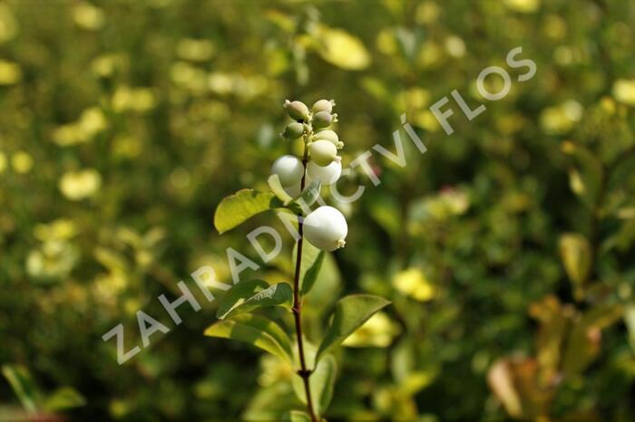 Pámelník Doorenbosův 'White Hedge' - Symphoricarpos doorenbosii 'White Hedge'