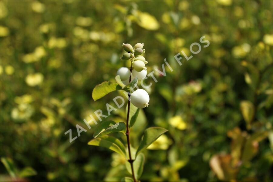 Pámelník Doorenbosův 'White Hedge' - Symphoricarpos doorenbosii 'White Hedge'