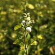 Pámelník Doorenbosův 'White Hedge' - Symphoricarpos doorenbosii 'White Hedge'