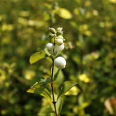 Pámelník Doorenbosův 'White Hedge' - Symphoricarpos doorenbosii 'White Hedge'