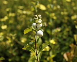 Pámelník Doorenbosův 'White Hedge'