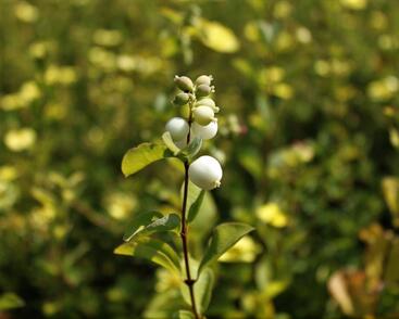 Pámelník Doorenbosův 'White Hedge'