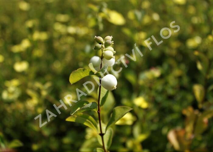Pámelník Doorenbosův 'White Hedge' - Symphoricarpos doorenbosii 'White Hedge'